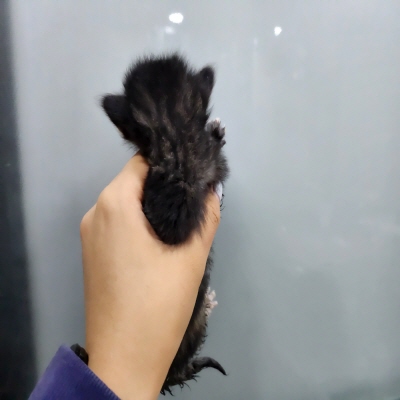 (사)동부동물보호협회_426331202400542